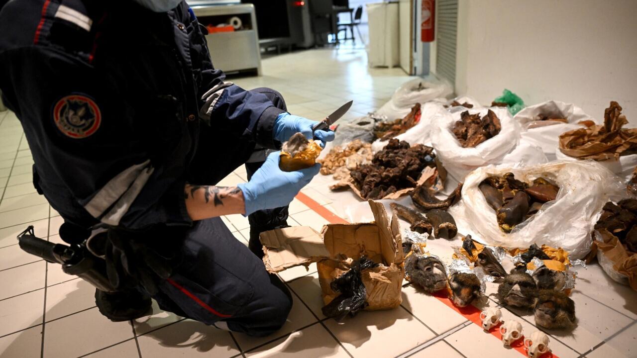 Roissy : les douanes face à l'explosion du trafic d'espèces sauvages
