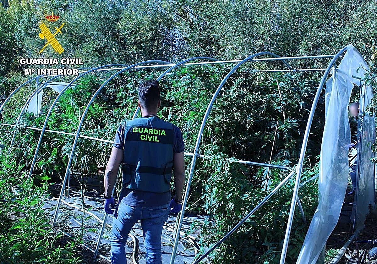 Incautaciones de droga en León: marihuana bate récord con 77,5 kg y aumento del 1.247%
