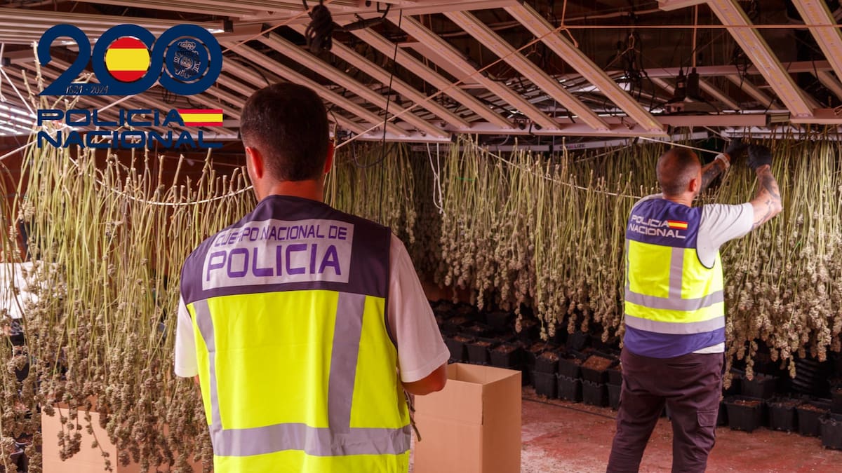 Desmantelada plantación indoor de marihuana en Fortuna con 1.814 plantas y dos detenidos