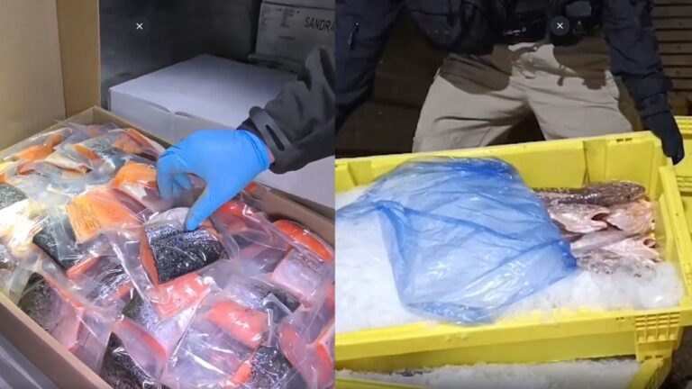 54 detenidos en red de contrabando de pesca ilegal: incluye carabineros y funcionarios públicos