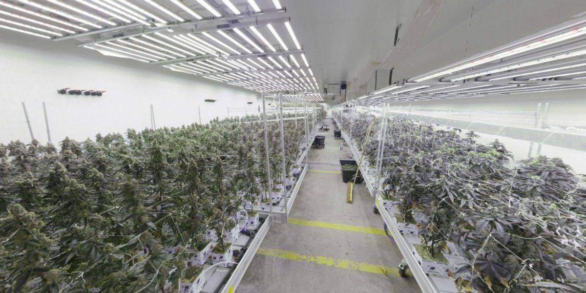 Wiener Polizei stellt eine Tonne Cannabis in Großplantage in Liesing sicher