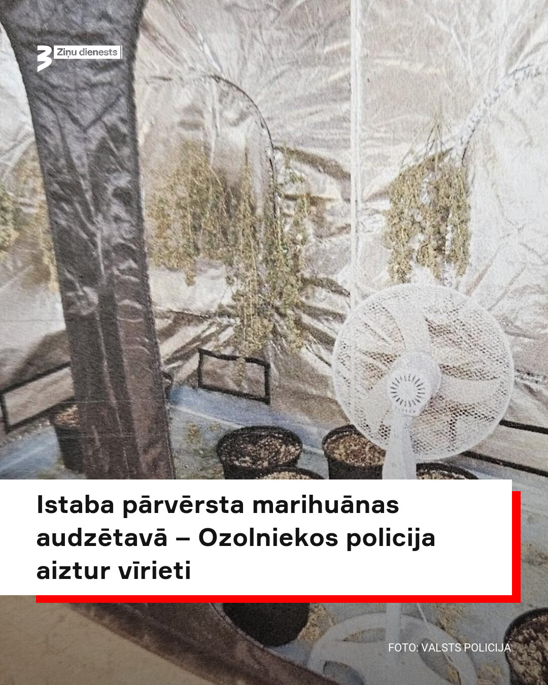 Ozolniekos istabā izveidota marihuānas plantācija; vīrietis aizturēts