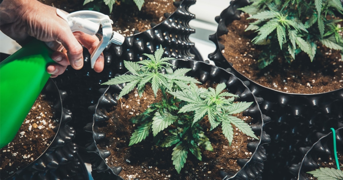 Trois ans de prison requis pour avoir permis une culture de cannabis dans un immeuble loué
