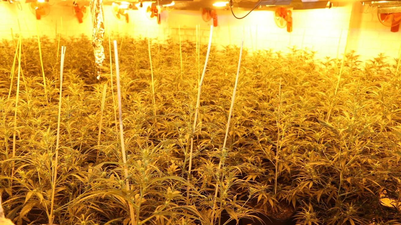 Cannabisplantage in leerstehendem Haus in Mönchengladbach entdeckt