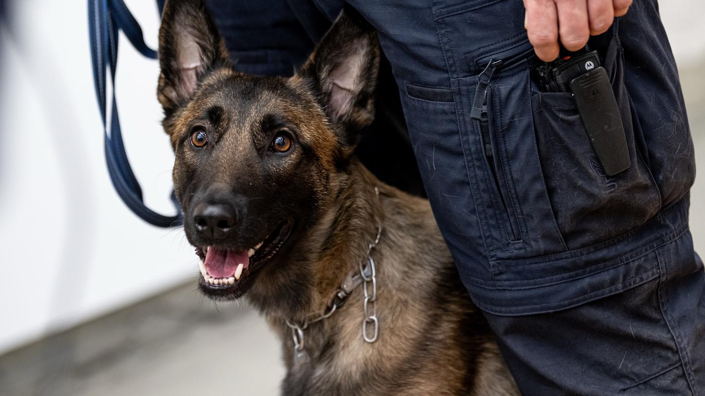 Neue Drogenspürhunde in Berliner Gefängnissen – sechs Teams geplant