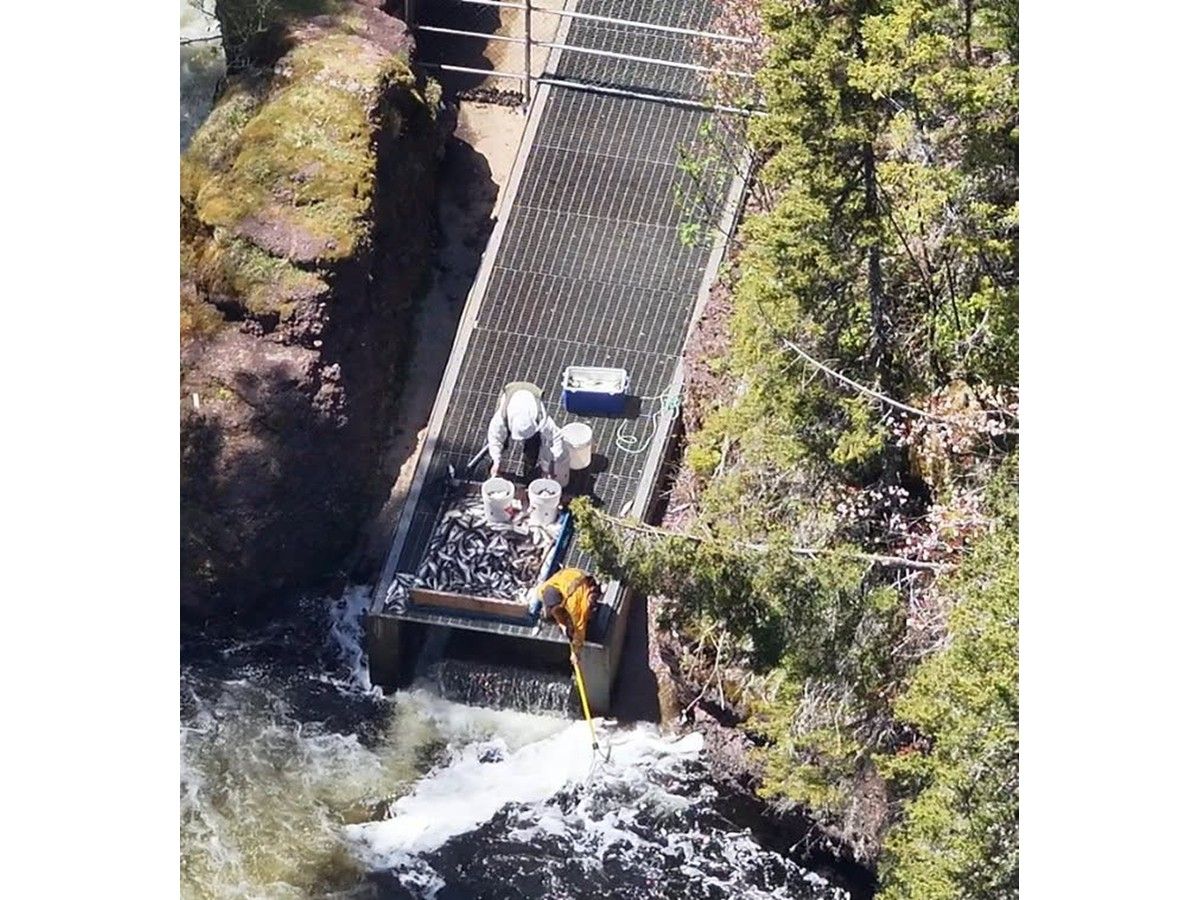 Seven arrested, 3,854 lbs of fish seized near fish ladder in Cape Breton
