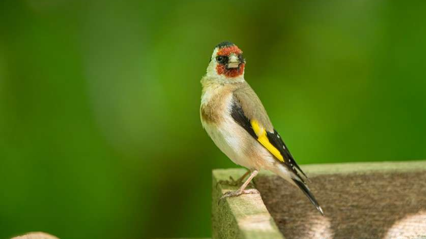Trafic d'oiseaux protégés découvert à Marseille : une centaine de spécimens saisis