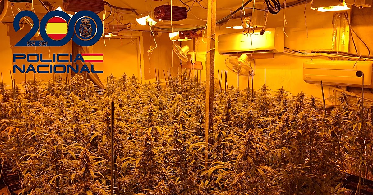Tres cultivos de marihuana desmantelados en Su Eminencia: 1.500 plantas y cuatro detenidos