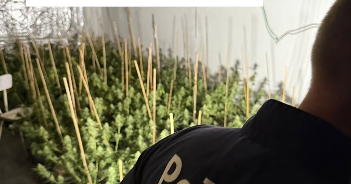 Culture de cannabis découverte à Mouscron : un suspect de 25 ans en détention