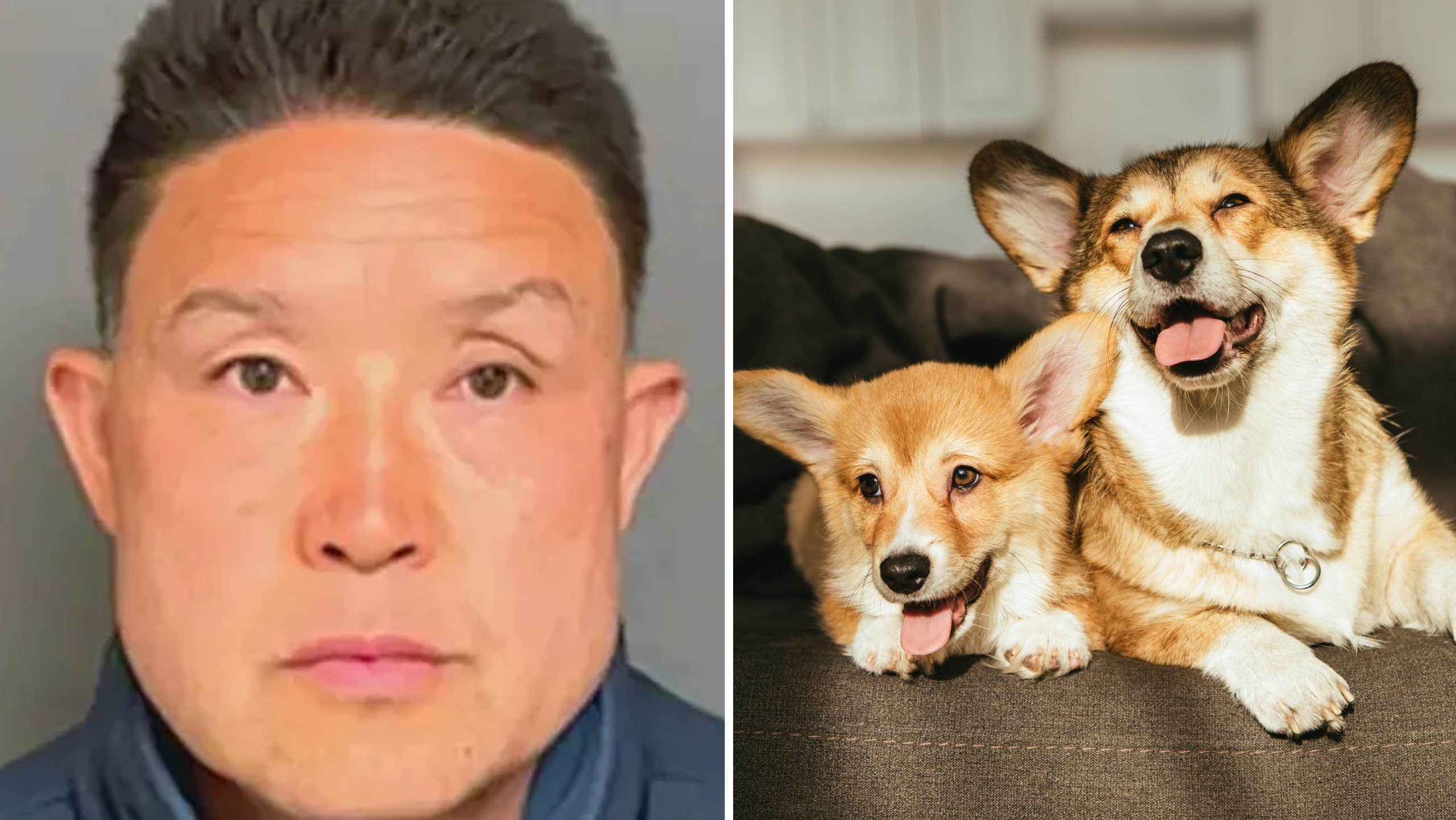 California Dog Trainer Convicted After Eleven Animals Perished Under His Care