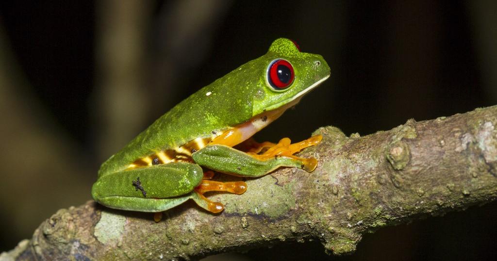 La policía española desmantela una red de tráfico de fauna exótica protegida