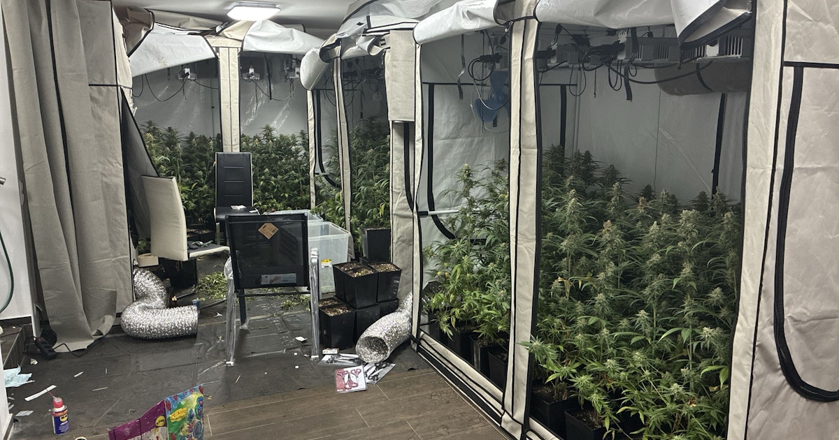 Polizei deckt in Strasshof über 320 Cannabispflanzen auf – drei Wiener festgenommen
