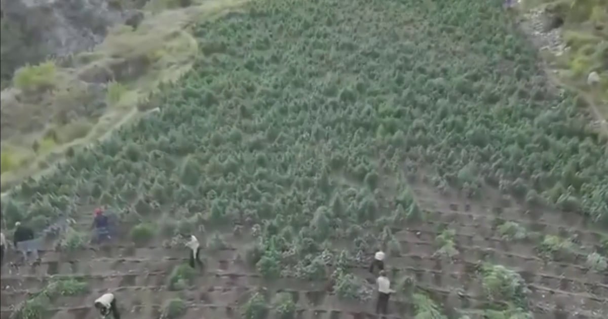 Decomisan miles de plantas de cannabis en operativo sin precedentes en San José de Ocoa