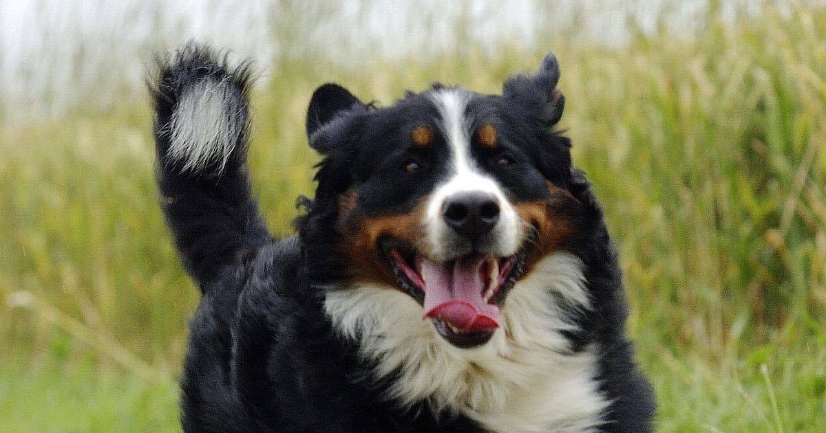 Élevage clandestin de chiens en Gaume : un agriculteur agresse les policiers lors de la saisie