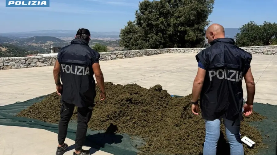 Operazione antidroga a Sarule: sequestrata cannabis trattata con sostanza sintetica, arrestato un 31enne
