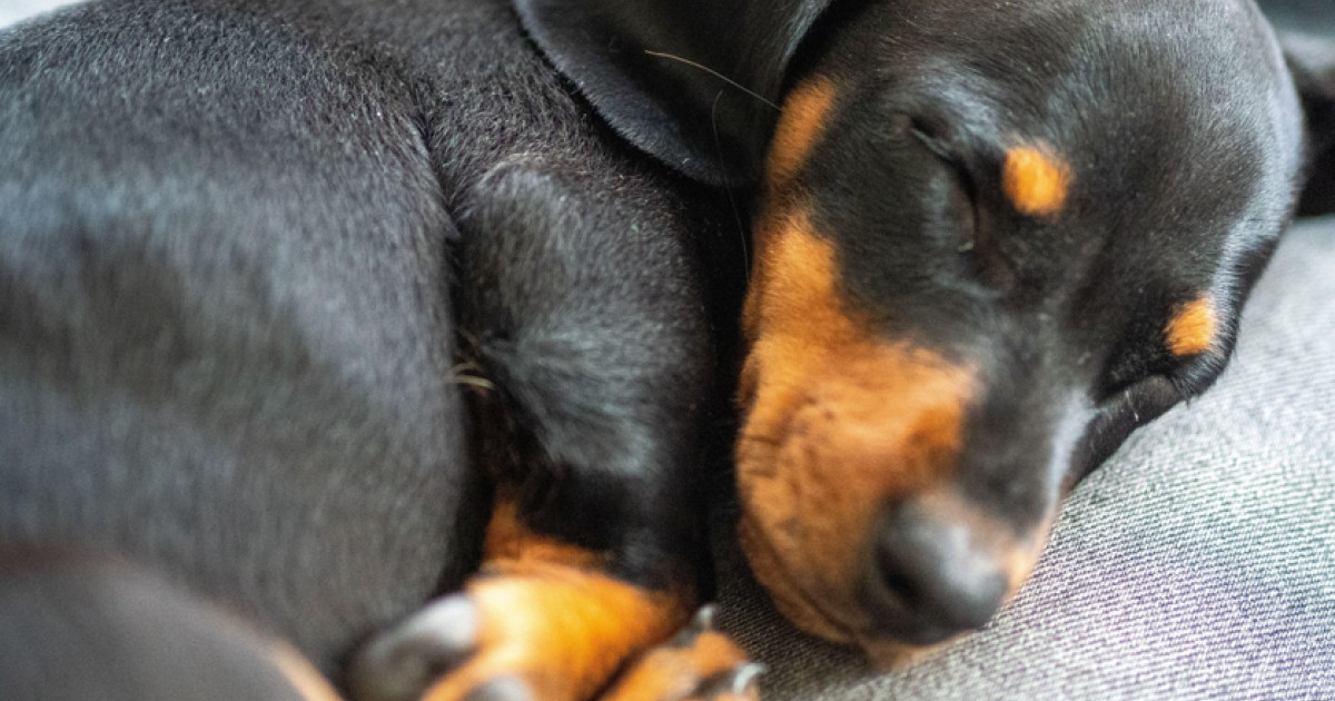 Deux Roumaines et un vétérinaire jugés en France pour trafic de chiots venus de Roumanie