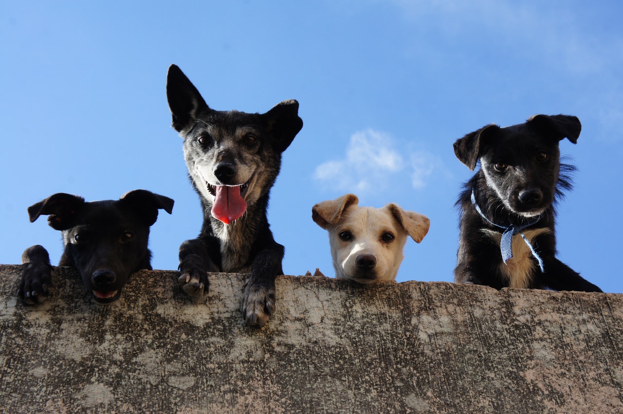 Trois personnes jugées à Evry pour trafic de chiots importés de Roumanie