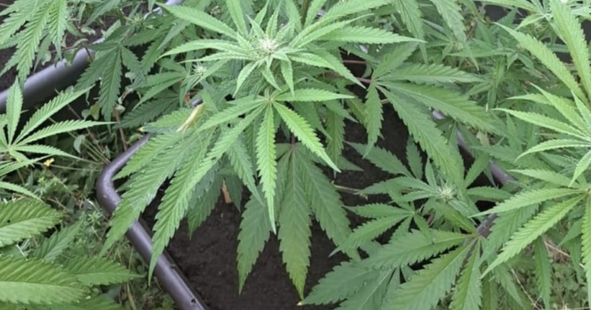 Adolescent surprins la preluarea unui colet cu canabis de peste 5 kilograme, introdus din Spania prin curierat