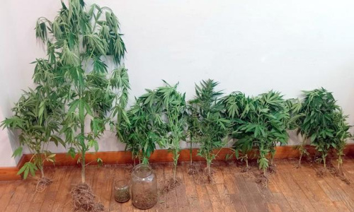 Detenção no Fundão por cultivo ilegal de cannabis