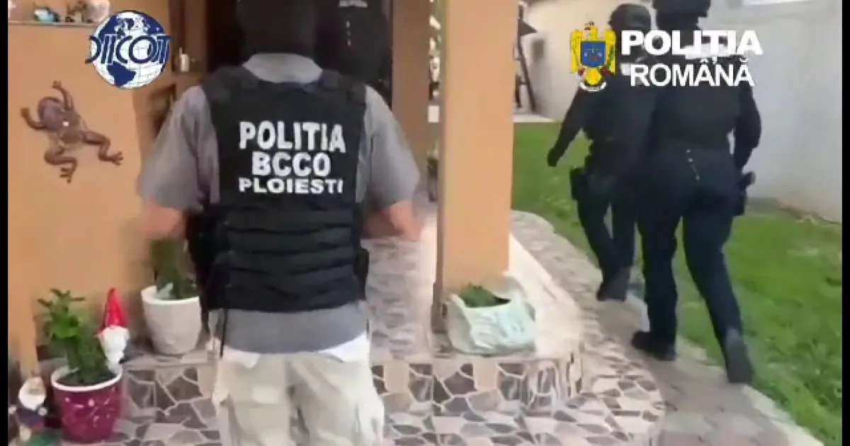 Șapte tineri, prinși într-un dosar de vânzare de canabis în Prahova. Cinci stau acasă sub pază, doi sunt monitorizați
