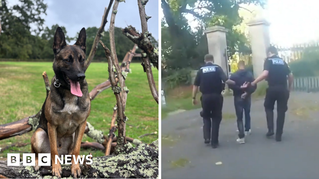 Police dog tracks down fleeing suspect in East Cowes cemetery