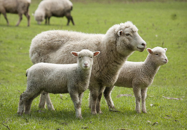 Fermă de ovine din Cluj, reclamată penal pentru falsificarea datelor din registrul electronic al animalelor